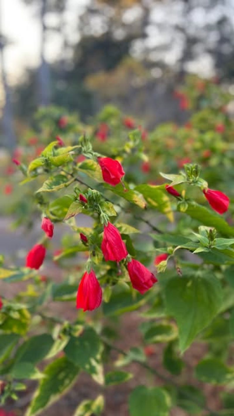 Turk's Cap