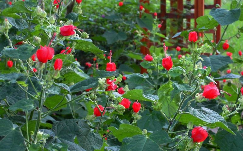 Turk's Cap Keeps Blooming Even When Heat Builds