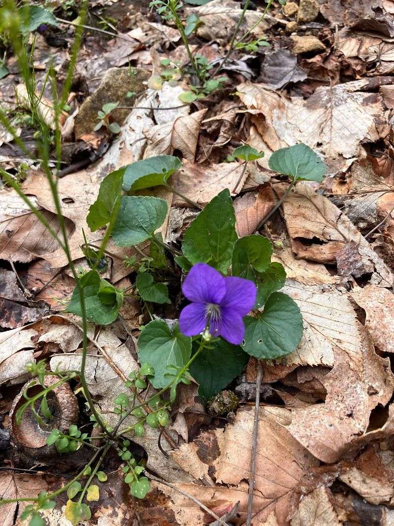 Turn Shady Moist Spots Into Violet Territory