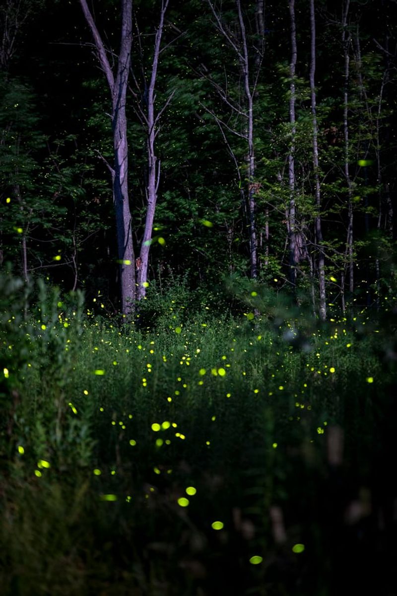 Turning Off Extra Backyard Lights Earlier At Night