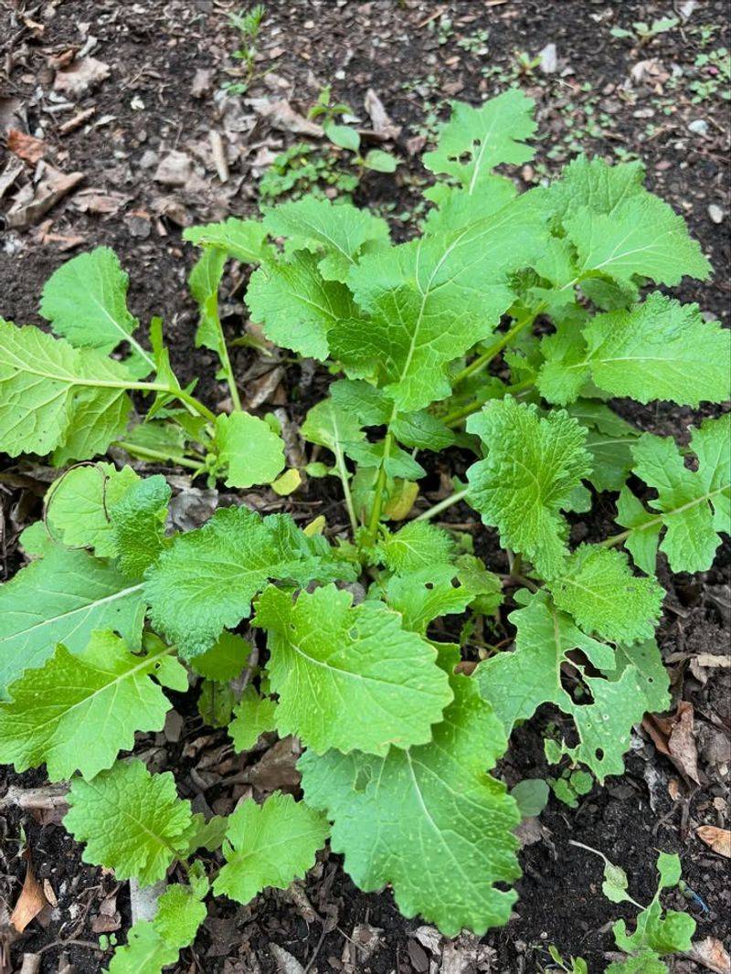 Turnip Greens Keep Producing Tender Leaves With Limited Sun
