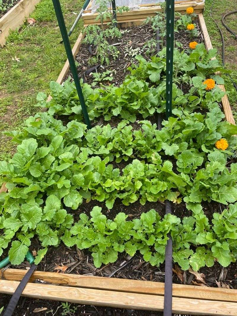 Turnip Greens