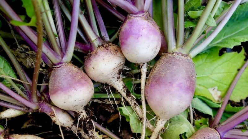 Turnips Lose Tender Texture When Overgrown