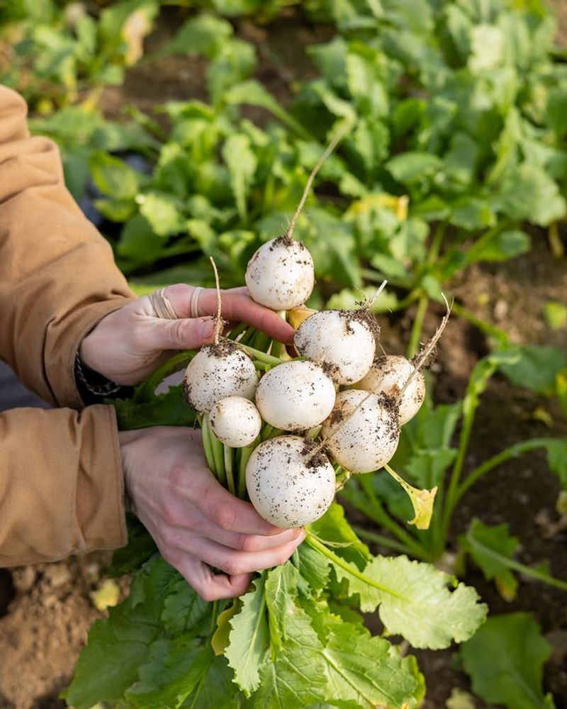 Turnips Make Quick Roots And Greens