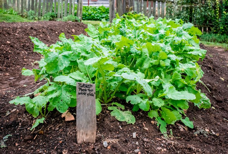 Turnips Still Belong In The Spring Garden