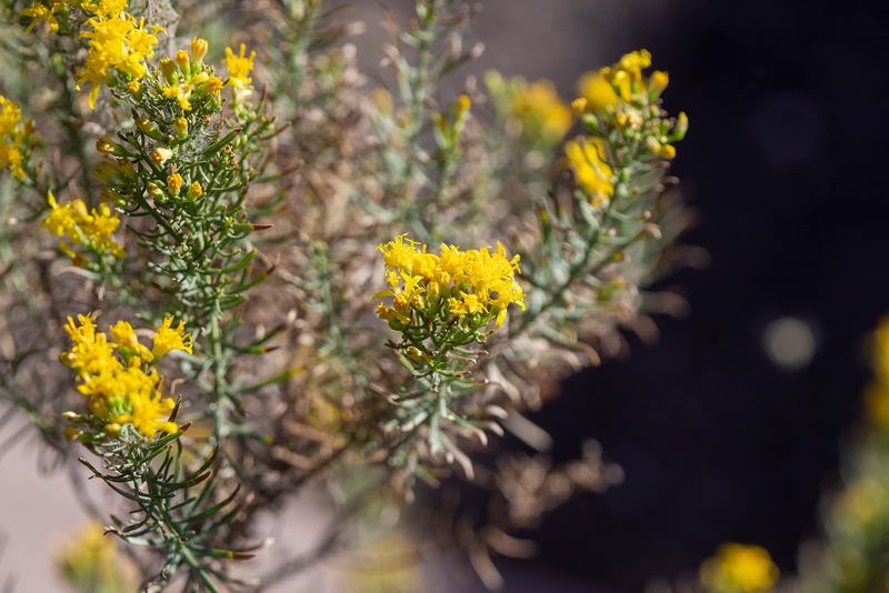 Turpentine Bush Stays Compact In Hot Dry Spaces