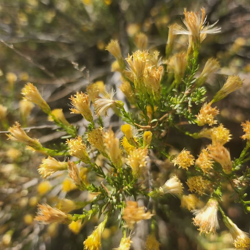 Turpentine Bush Thrives In Rocky Soil And Intense Sun Turpentine Bush Thrives In Rocky Soil And Intense Sun