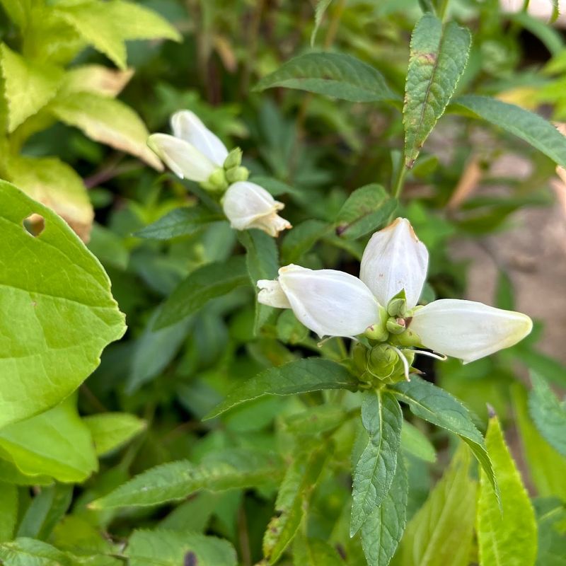 Turtlehead (Chelone glabra)