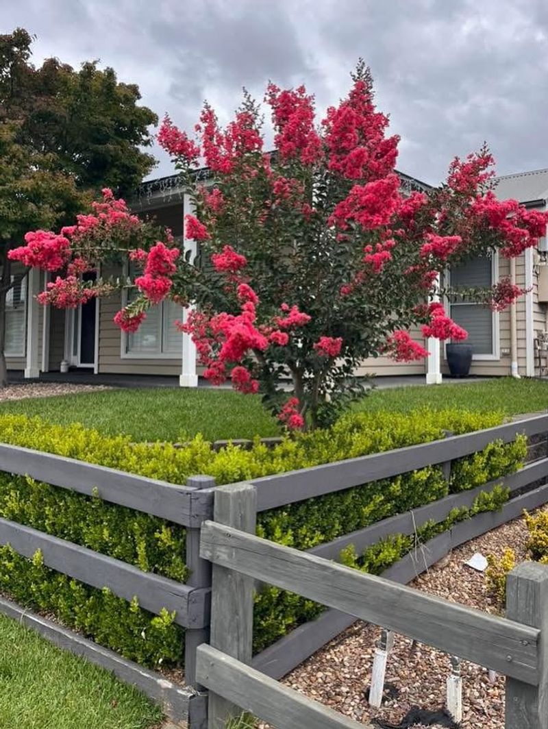 Tuscarora Handles Summers With Bold Coral Pink Flowers
