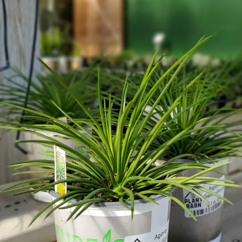 Twin-Flower Agave Fits Nicely In Large Planters