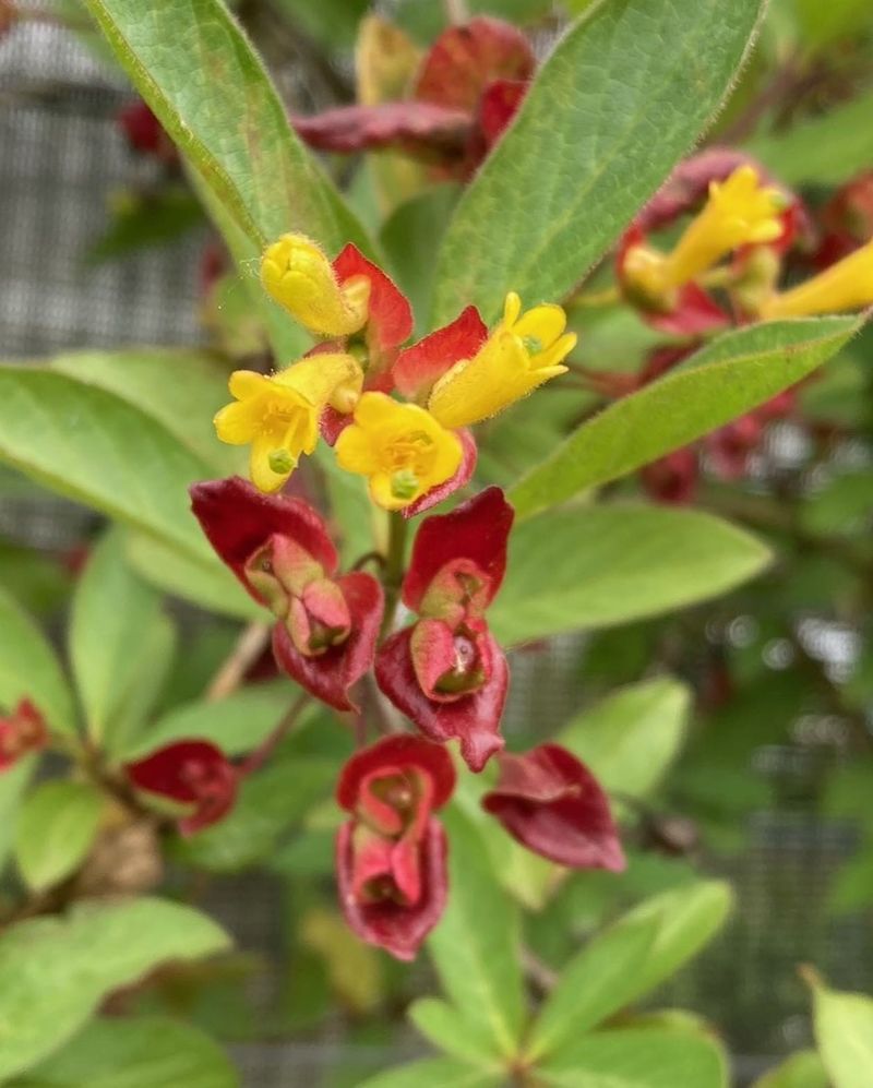 Twinberry Honeysuckle