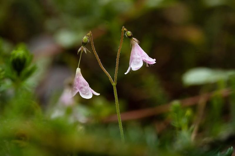 Twinflower Twinflower