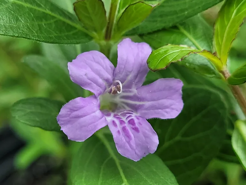 Twinflower Adds Low Native Coverage