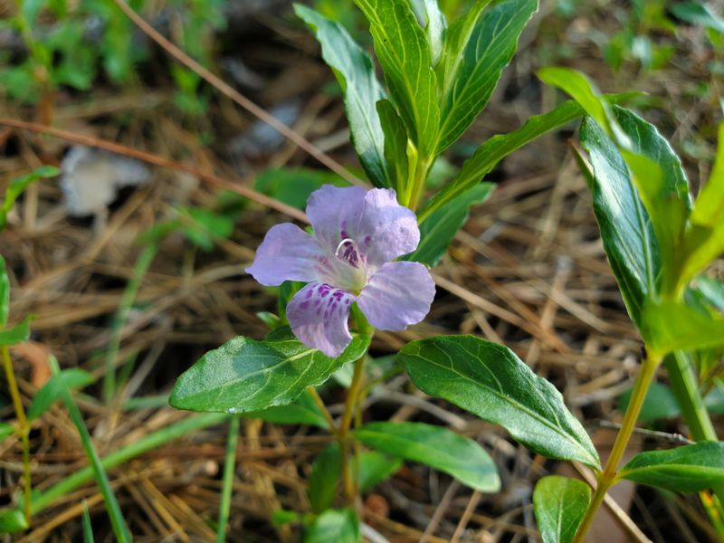 Twinflower Creates A Soft Native Lawn Look