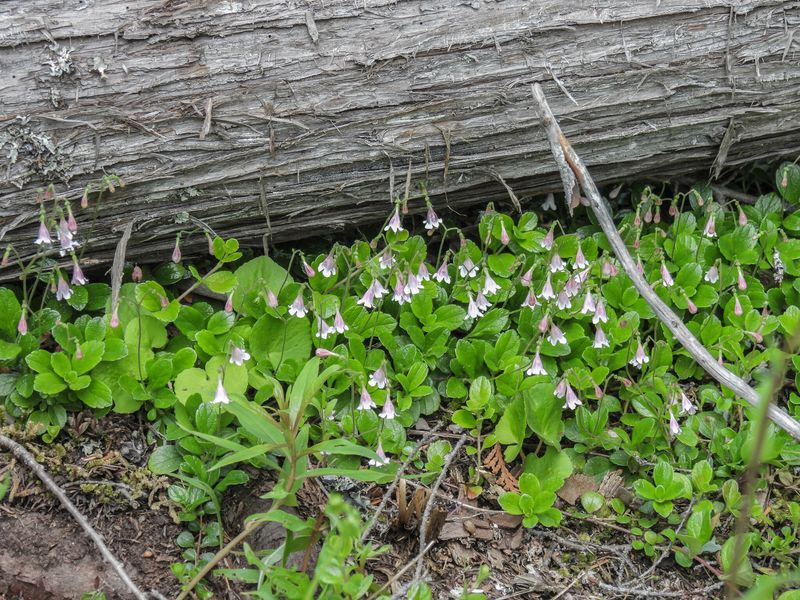Twinflower Creeps Softly Along Cool, Moist Edges Twinflower Creeps Softly Along Cool, Moist Edges