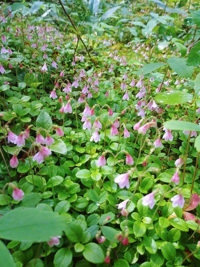 Twinflower
