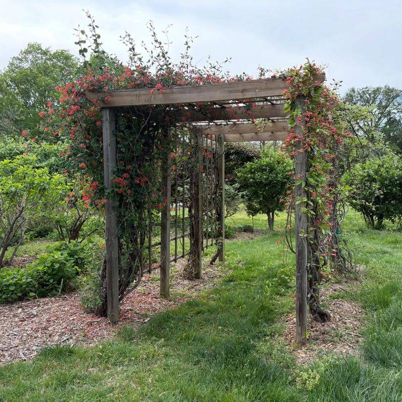 Twining Stems Need A Trellis, Fence Wire, Or Support Twining Stems Need A Trellis, Fence Wire, Or Support
