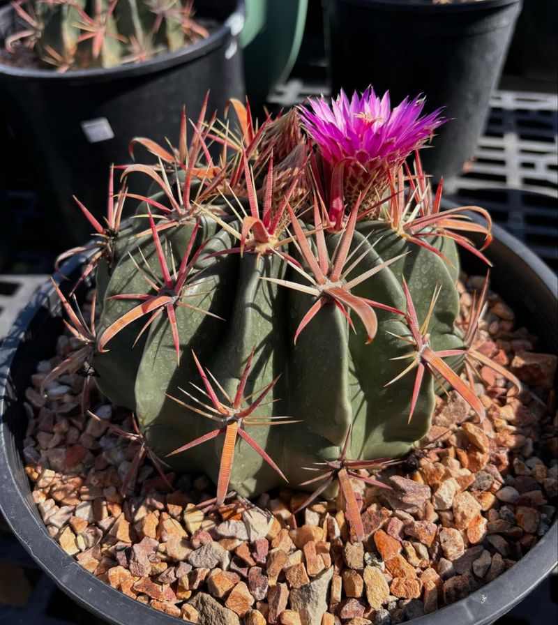 Twisted Barrel Cactus 