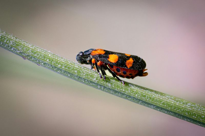 Two-Lined Spittlebug