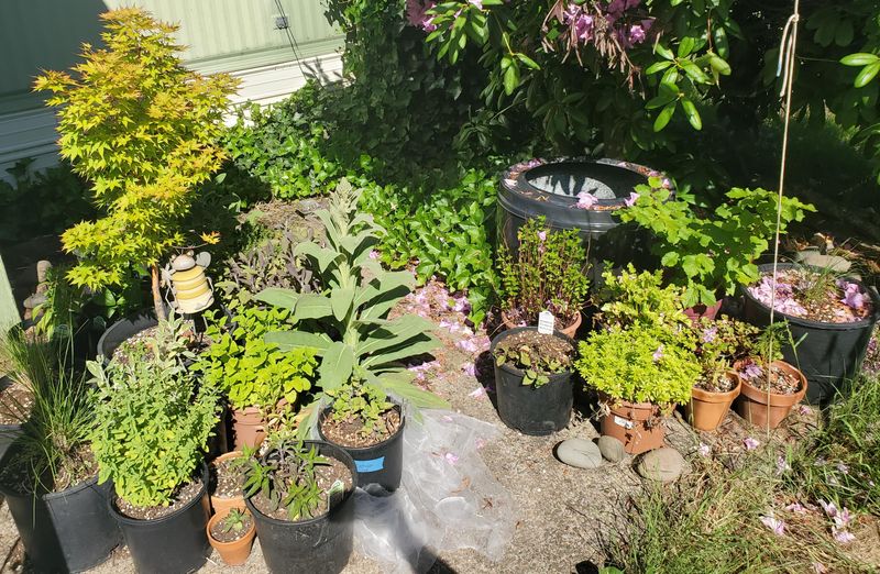 Type Of Plant Type Of Plant