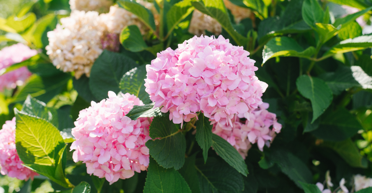 hydrangea endless summer