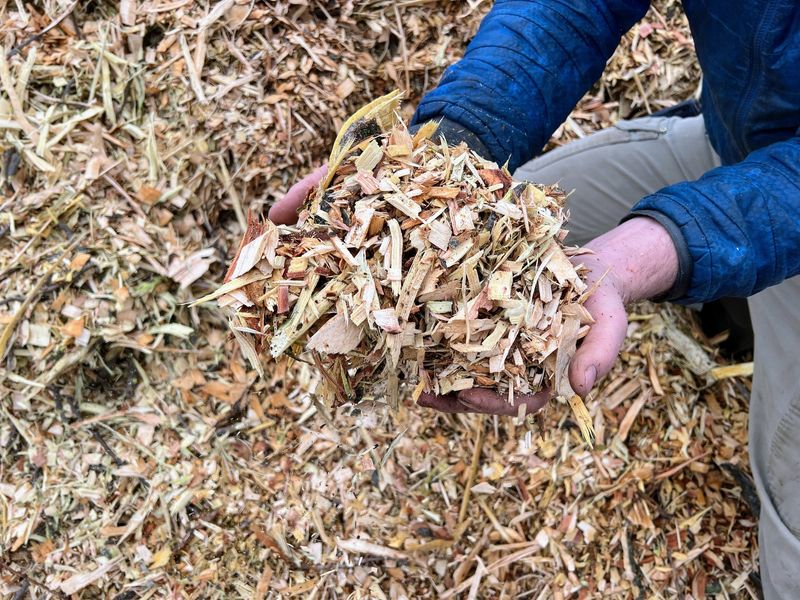 Uncomposted Wood Chips