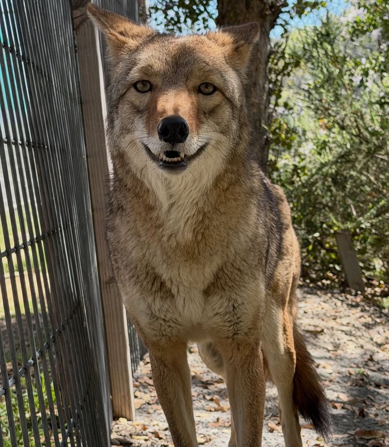 Uncovered Trash Often Brings Coyotes Closer To Neighborhoods