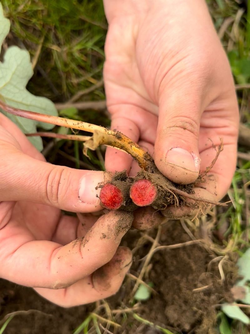 Underground Rhizomes Do The Quiet Work Of Spreading