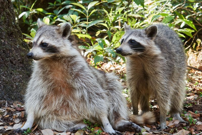 Understanding Raccoon Behavior Helps You Outsmart Them