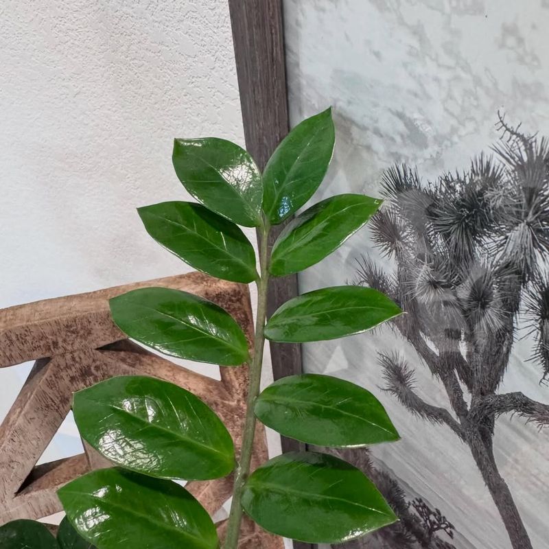 Understanding The ZZ Plant's Low Light Tolerance
