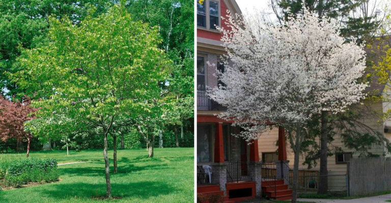 Underused Native Pennsylvania Small Trees That Work In Front Yards
