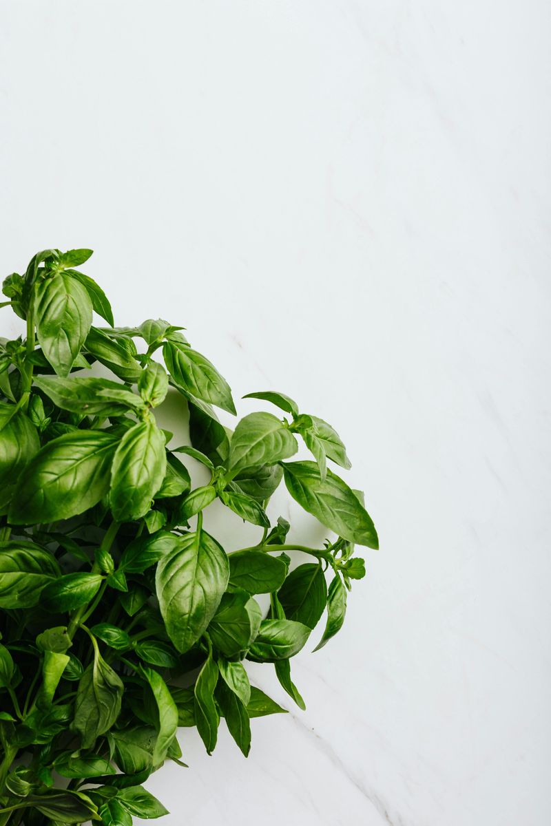 Underwatering During July And August Dry Spells