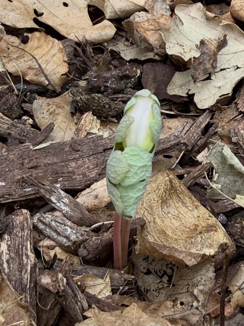 Undisturbed Soil Is The Key To Bloodroot Success