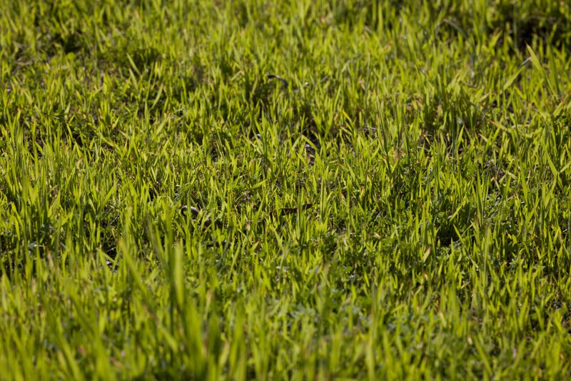 Uneven Lawn Growth