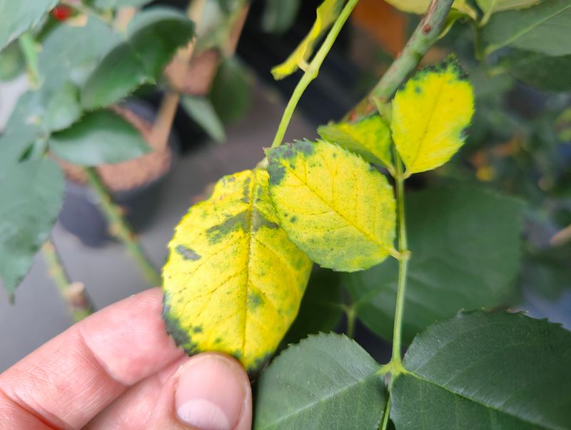 Uneven Watering Causes Yellowing Fast Uneven Watering Causes Yellowing Fast