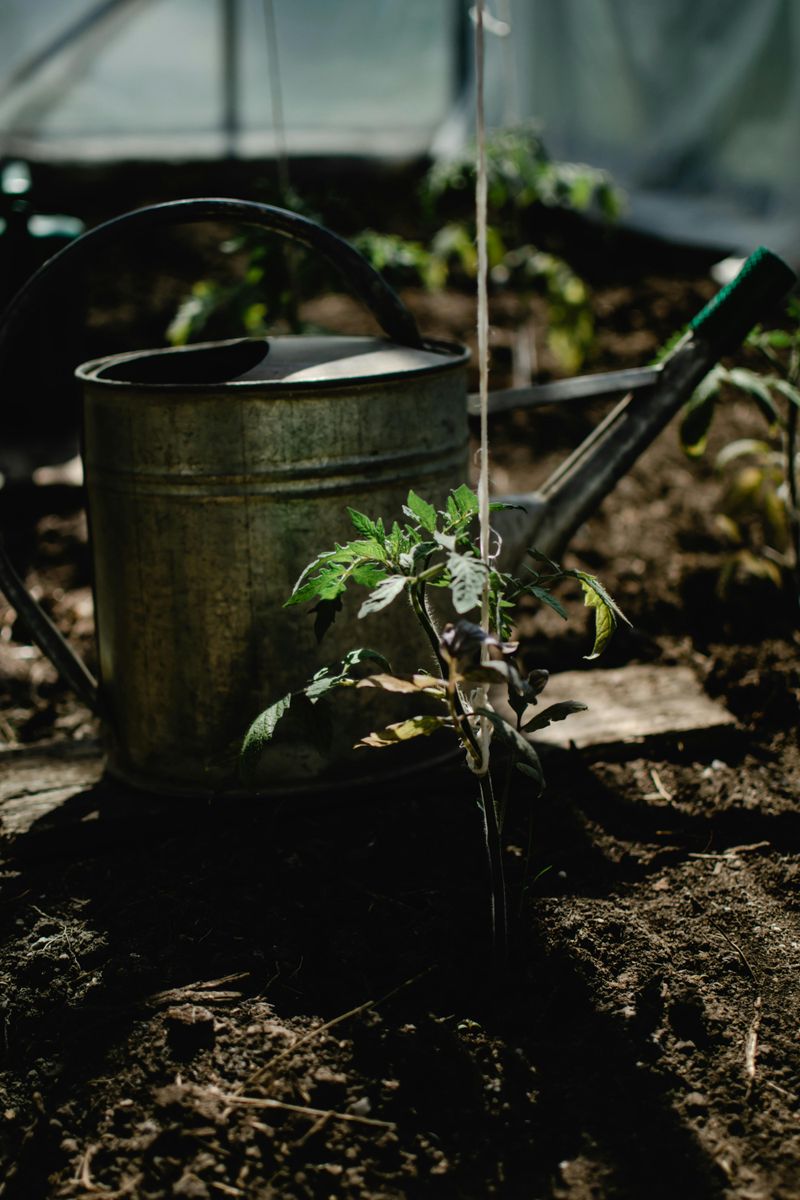 Watering tomatoes