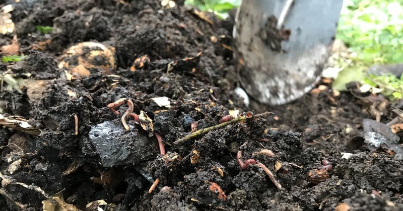 Unfinished Compost That Can Harm Roots And Attract Pests
