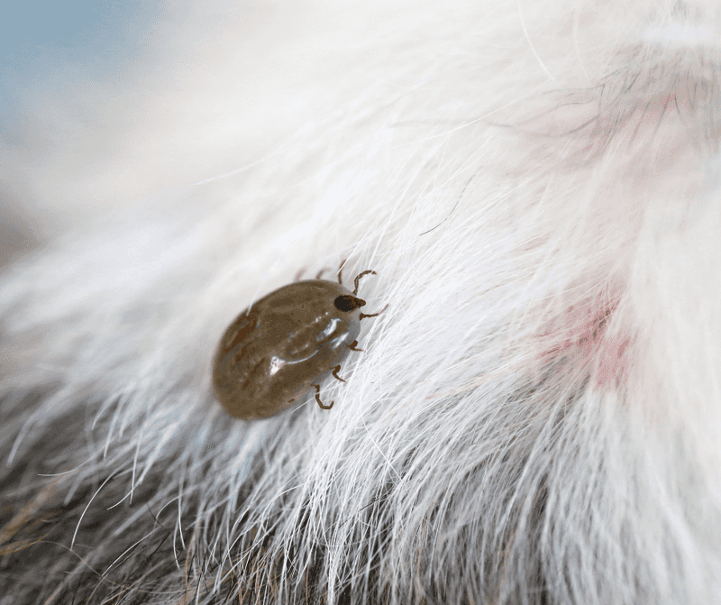 Unmowed Yards Can Shelter Tick-Carrying Wildlife