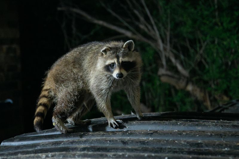 Unsecured Trash Cans Are An Easy Overnight Meal Unsecured Trash Cans Are An Easy Overnight Meal