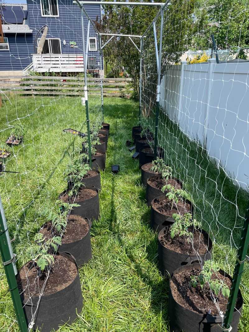 Untrellised Tomatoes, Beans, And Cucumbers Sitting In Moisture