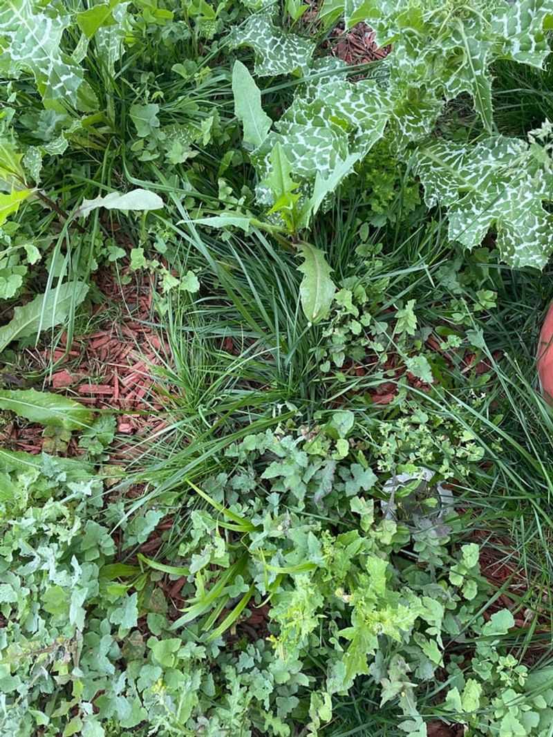 Untrimmed Ground Cover Gives Pests More Protection