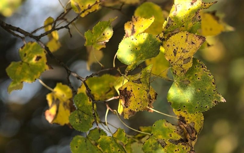 Upper Or Outer Canopy Shows Stress First