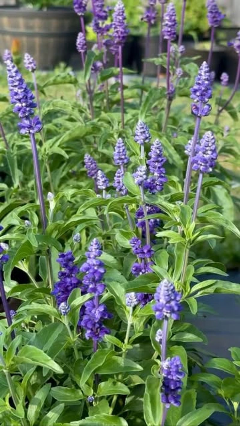 Upright Salvia Keeps Pollinators Visiting Patios All Summer