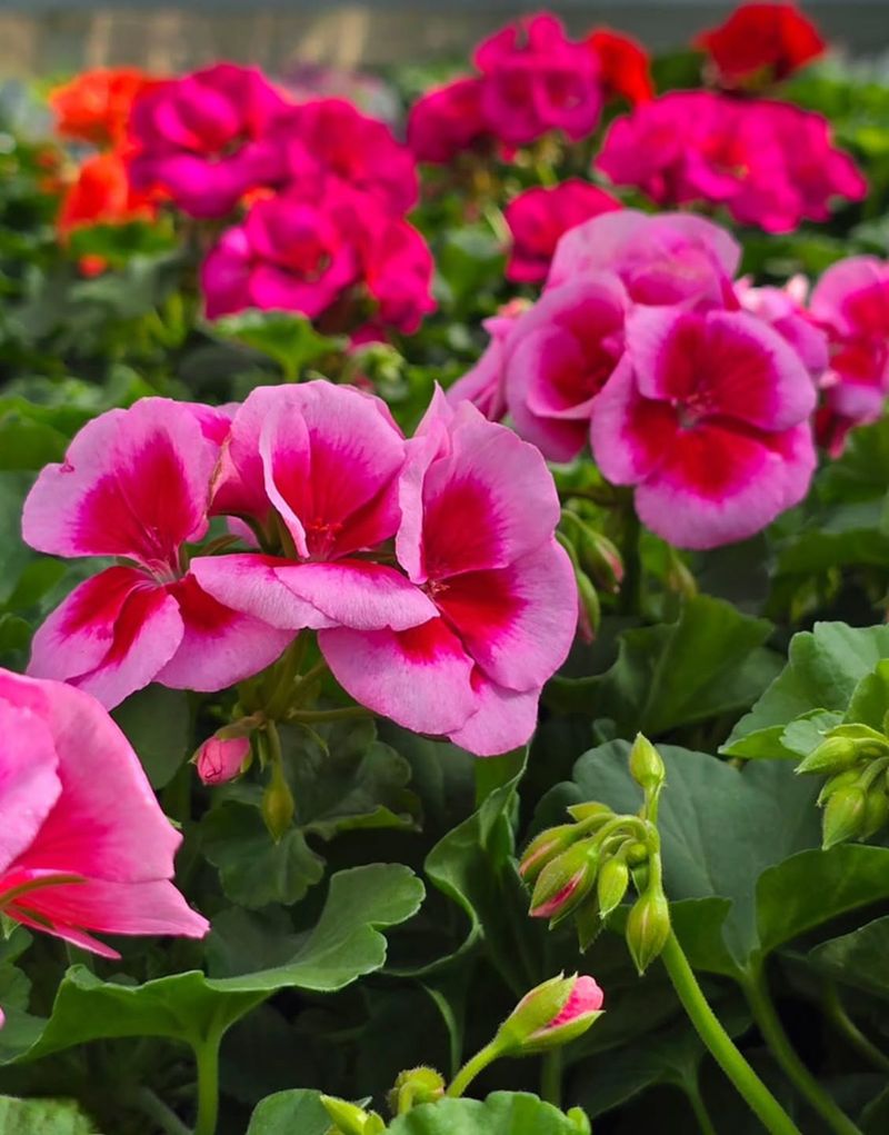 Use A Balanced Fertilizer For Steady Blooms