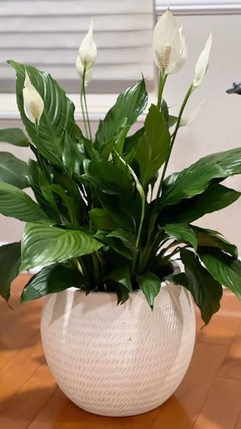 Use A Balanced Houseplant Fertilizer