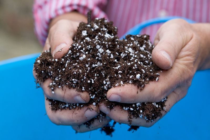 Use A Clean Well Draining Propagation Mix