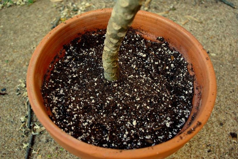Use A Fast-Draining Potting Mix