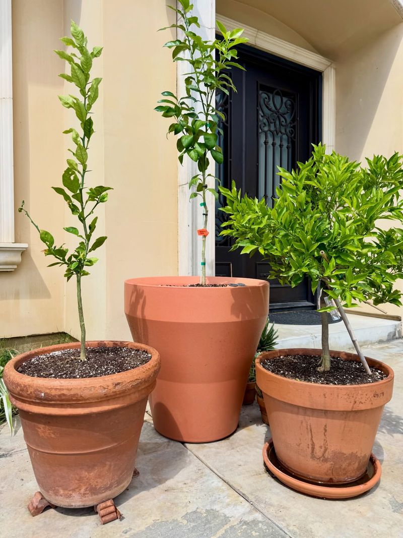 Use A Large Container With Good Drainage From The Start