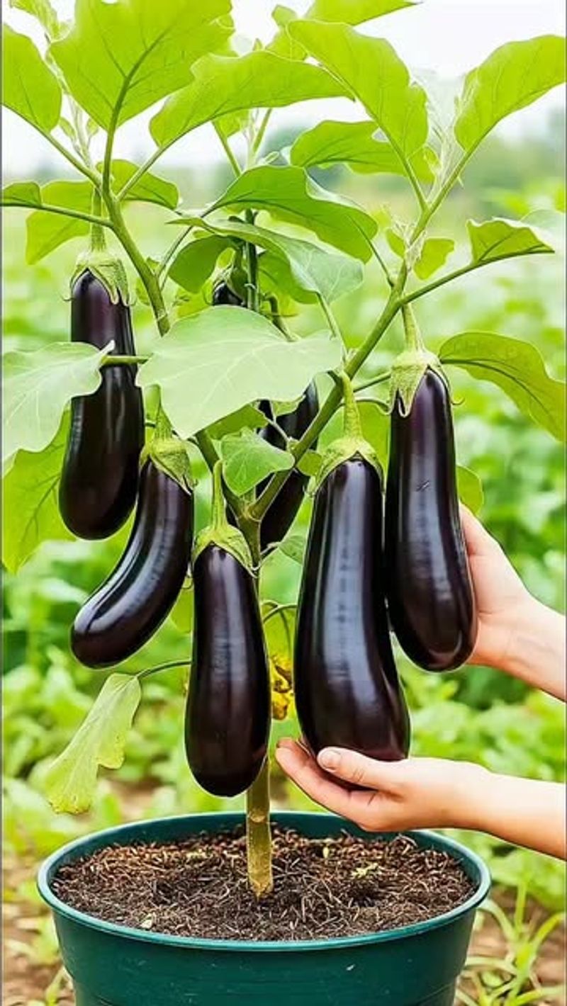 Use A Light Hand Around Eggplant
