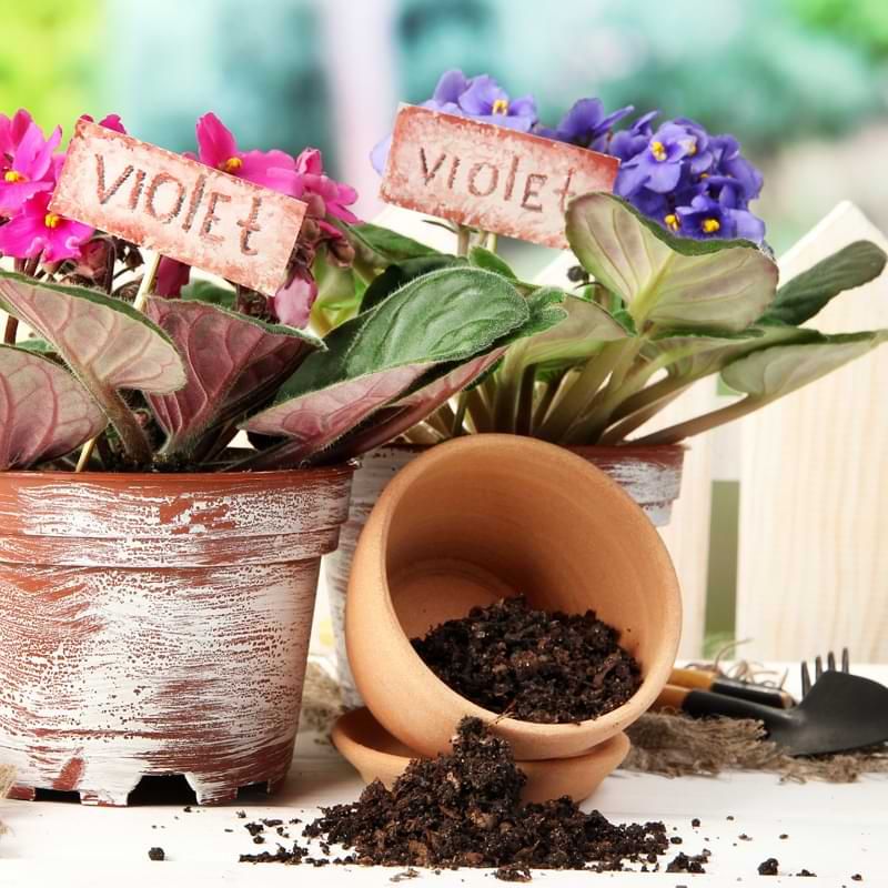 Use A Light, Well-Aerated Potting Mix